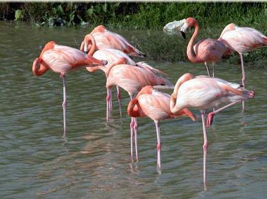 FLAMENCOS